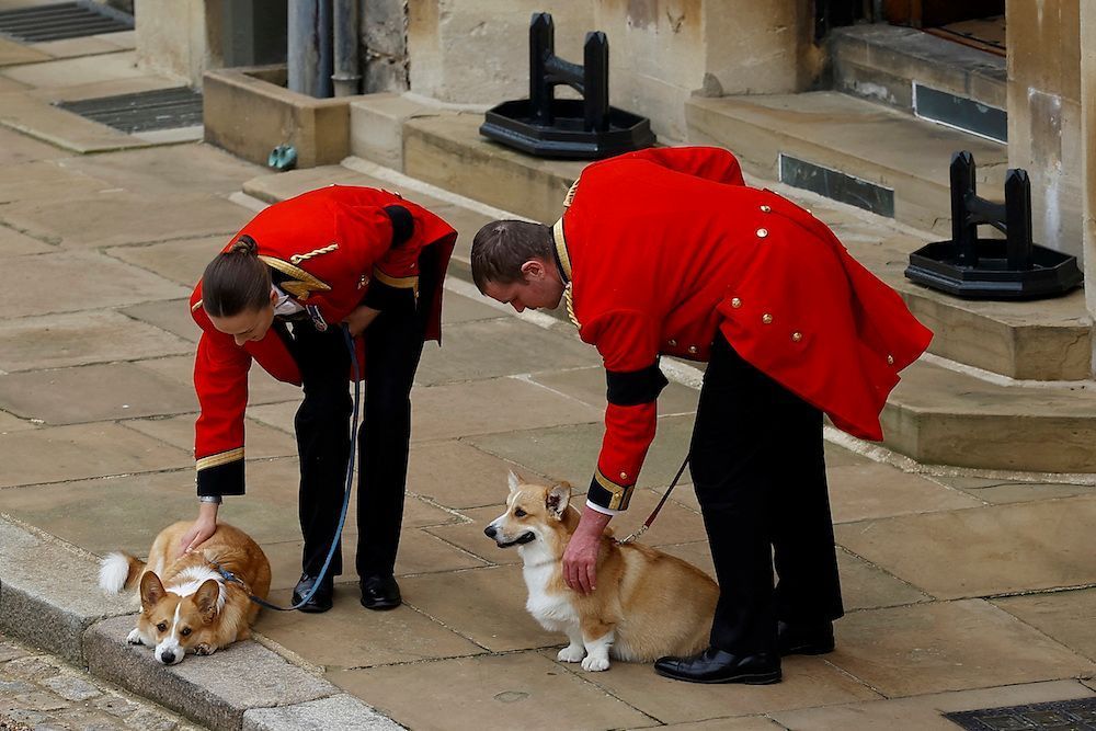Det här händer med drottning Elizabeths II hundar