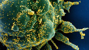 T-celler bekämpar coronavirus