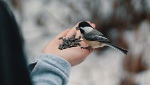 Vad du behöver veta för att vintermata fåglar