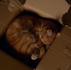 Mysfaktorn får katter att älska lådor
