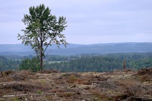 Om skogens klimatpåverkan